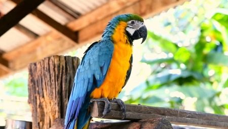 Store papegøyer: beskrivelse, typer og funksjoner for innholdet