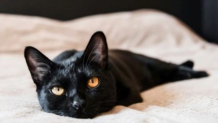 חתולי בומבי: מאפיינים, בחירה, כללי טיפול
