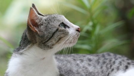 Kucing Shorthair Brazil: perihalan baka dan ciri kandungan