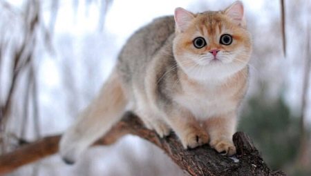 British chinchilla: ตัวเลือกสำหรับสีของแมว, ธรรมชาติและเนื้อหา