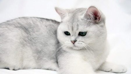 Britu īsspalvaini kaķi: šķirnes īpatnības, krāsu variācijas un turēšanas noteikumi