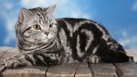Kucing tabby British: jenis dan kandungan