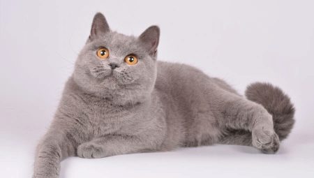 Brit lila macskák és macskák: a becenevek leírása és listája