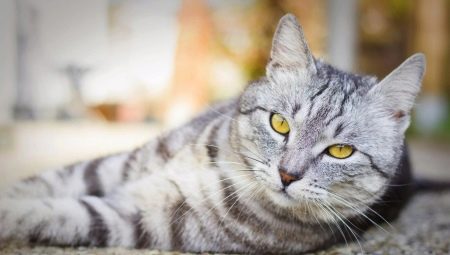 Britské mourovaté kočky: jak vypadají, jak obsahují a pojmenovávají?
