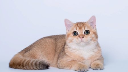 Brittiläiset kultaiset kissat: Värin ominaisuudet ja rodun kuvaus