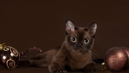 Carácter de gato birmano
