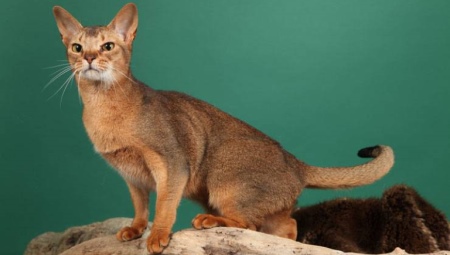 Kucing Ceylon: keterangan baka dan ciri kandungan