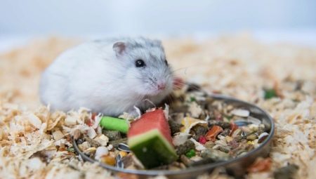 How to feed a Dzungarian hamster?