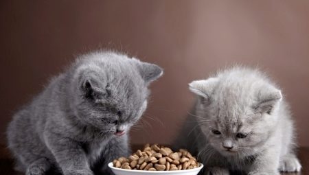 ลูกแมวอังกฤษให้อาหารอย่างไร