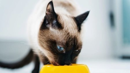 Как да храним сиамски котки?