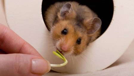 Hvordan fodres en syrisk hamster?