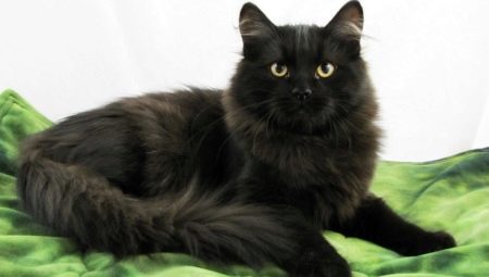 Kucing hitam Siberia: penerangan ciri baka dan warna