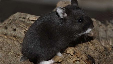 Hamster đen: giống và tính năng của chúng
