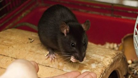 Čo jesť domáce potkany?