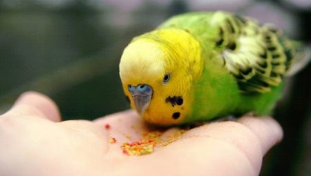 What do parrots eat?