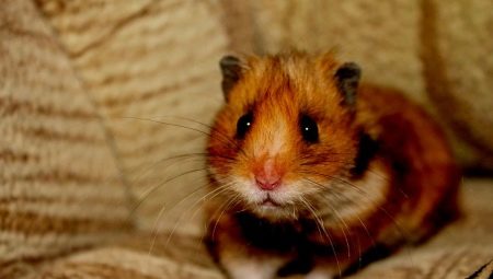 Điều gì là cần thiết để giữ một con hamster?