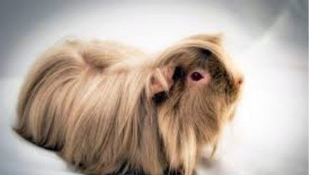 Longhair guinea pigs: features, breeds and recommendations for care