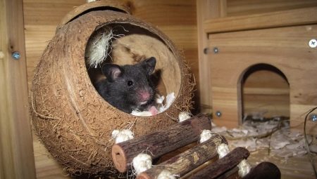 House for the rat: ako si vybrať a urobiť to sám?