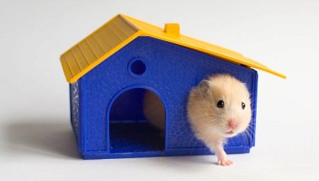 Nhà Hamster: tính năng, giống, lựa chọn và cài đặt