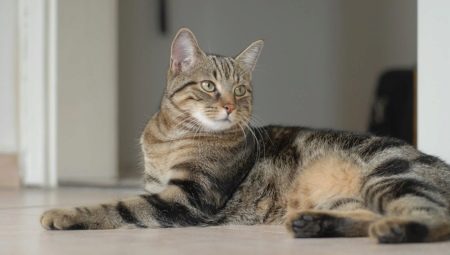 European cats: characteristics, choice and rules of care