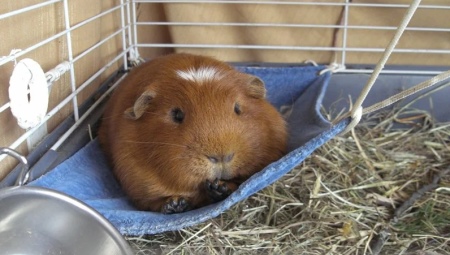 Hammock for guinea pig: how to choose and do it yourself?