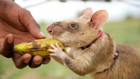 Gambische Ratte: Beschreibung und Inhalt zu Hause