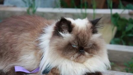 חתולי הימלאיה: מאפיינים, זנים, בחירה וכללי טיפול