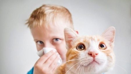 Хипоалергенни котки и котки: породи, характеристики на избор и съдържание