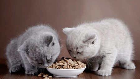 Allergivennlig mat til katter og kattunger: funksjoner, typer og finesser du velger