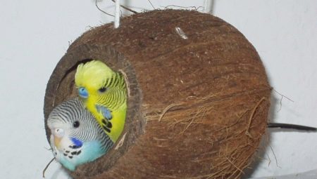 Budgerigar hnízdo: vlastnosti volby a výrobních pravidel