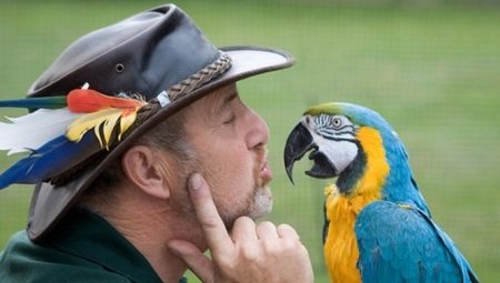 Parler des perroquets: description de l'espèce et conseils d'apprentissage