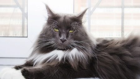 Maine Coon character and habits