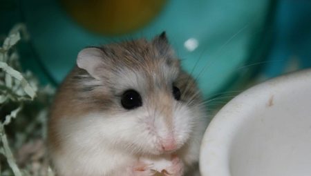 Roborovsky Hamster: الوصف وميزات الحفظ والتربية