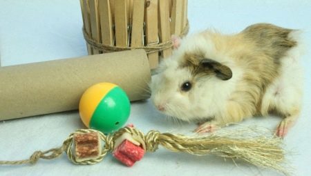 Toys for guinea pigs: what are needed and how to make them with your own hands?
