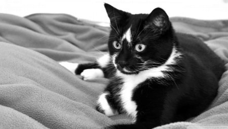 Ονόματα για γάτες και γάτες σε μαύρο και άσπρο.