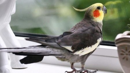 Nomi interessanti e belli per il pappagallo Corella
