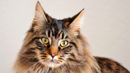 Maine Coon breed history