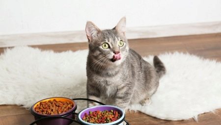 Di cosa è fatto il cibo per gatti e qual è la migliore composizione?