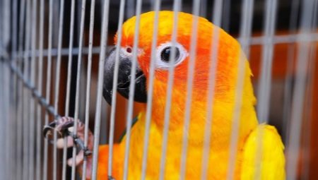 Направете клетка за папагал със собствените си ръце
