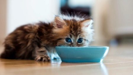 Hvordan og hvordan mate en katt?
