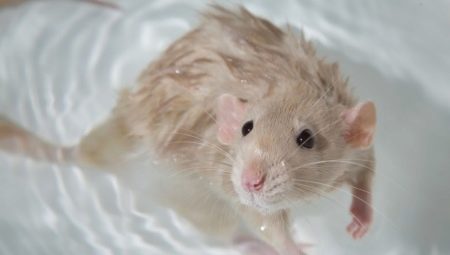 Ako kúpať potkany doma?