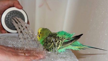 Bagaimana hendak mandi seekor burung nuri?