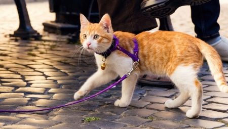 How to put on a cat harness?