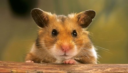 Hvordan finne en hamster i en leilighet hvis han rømte fra et bur?