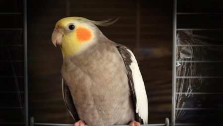 Hur kan man lära en papegoja att prata med en cockatiel?