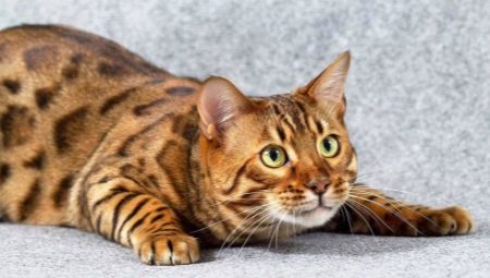 What to call a bengal cat?