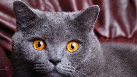 Care este numele fetei pisicii gri britanice?