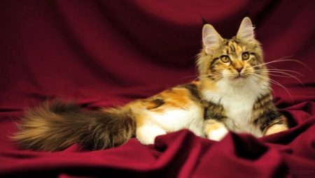 How to name a Maine Coon cat?