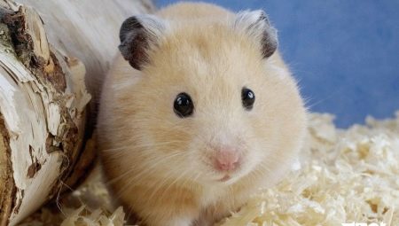Miten hamsterin sukupuoli määritetään?
