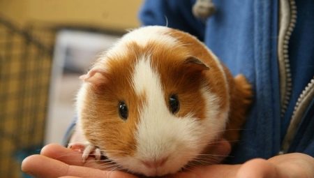 How to determine the sex of a guinea pig?